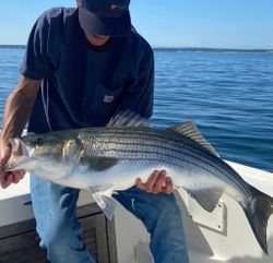 Striped Bass in Gloucester, MA